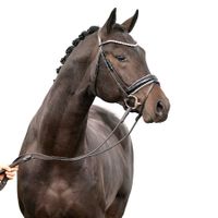 Hengst von Fynch Hatton x De Niro