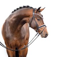 Hengst von Franklin x Belissimo M