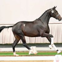 Hengst von Jameson RS2 x Jazz