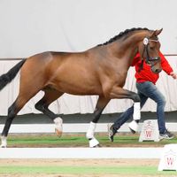 Hengst von Tesla x Rohjuwel