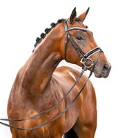 Hengst von Bonds x Finest