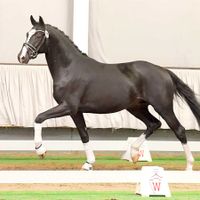 Hengst von Dancier Gold x Pin Rock's Black Velvet