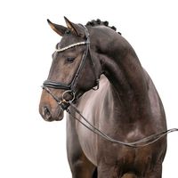 Hengst von For Romance I x Vitalis