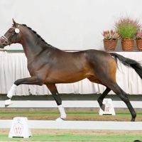 Hengst von Franklin x Dr.Doolittle