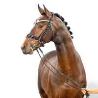 Hengst von Fürst Samarant x Diamond Hit