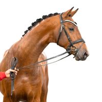 Hengst von Glamourdale x Franklin