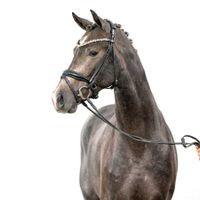 Hengst von Le Formidable x Verdi