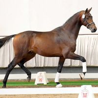 Hengst von Millennium/T. x De Kooning