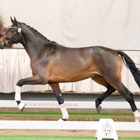 Hengst von Revolution x Christ