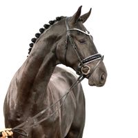 Hengst von Sir Heinrich x Fürst Grandios