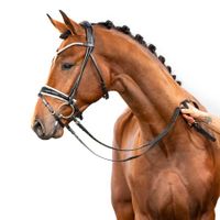 Hengst von Valdiviani x Swarovski