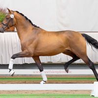 Hengst von Valverde x Ferro