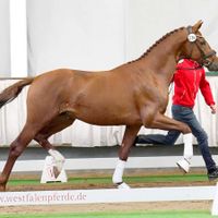 Hengst von Vitalis x Sir Donnerhall I