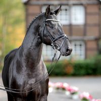 Junghengst von Toto Jr./Fürst Wilhelm