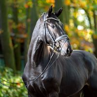 Junghengst von Total Hope/Fürst Nymphenburg