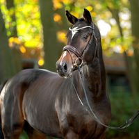 Junghengst von Talan/Atlantus van de Roshoeve