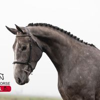 CHATEAU DU BUISSON Z