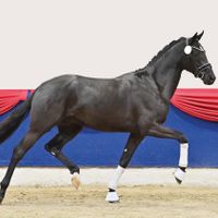 Junghengst von Dodo Weihgand/Desperados