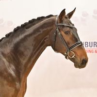 BENTLEY DE BALOU STAR Z