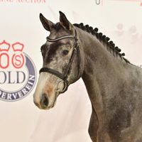 Junghengst von By Cera D'ick/Clinton I