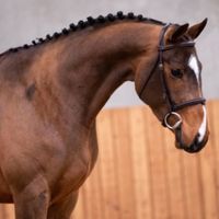 Quitana van Het Reigersnest