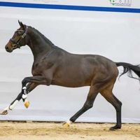 PRECIOUS DIAMOND VAN DE PAULINEHOEVE