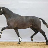 Hexagons Power Dutch