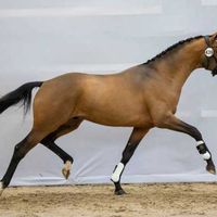 PORSCHE PANAMERA JCS