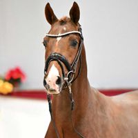 Hengst von Fürst Samarant X Florestan I