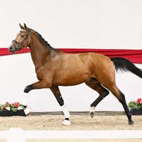 Hengst von Fürst Samarant x Landstreicher