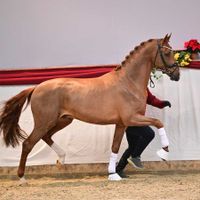 Blue Hors Viva Vegas