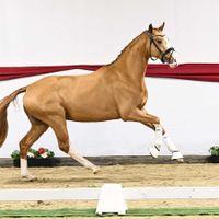 Fürst von Lichtenstein