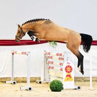 Hengst von Canoso x Nugat