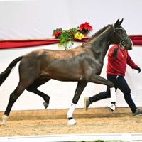 Hengst von Escamillo x Depardieu
