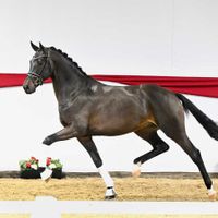 Hengst von Le Formidable x Sir Donnerhall I