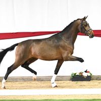 Hengst von For Romance I x Don Diamond