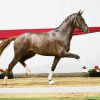 Hengst von Vitalis x Don Schufro