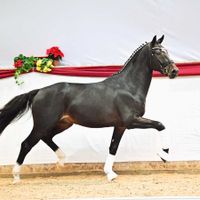 Hengst von Dream Boy x Ehrentanz I