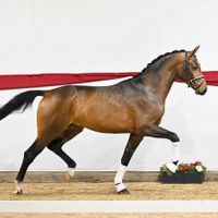 Finest GlamBrill's Sid