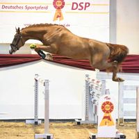 Hengst von Manchester Van't Paradijs X Golden Joy J