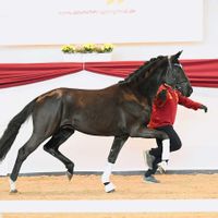 Hengst von Fantastic x Desperados