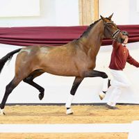 Hengst von Vitalis x Sandro Hit