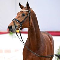 Hengst von Hardrock Z x Nabab de Reve