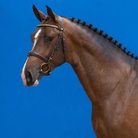 Hengst von Casall X Clinton I