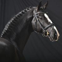 Danciano de Malleret