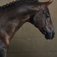 Flinstone de Malleret