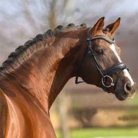 Golden Romance Malleret PS