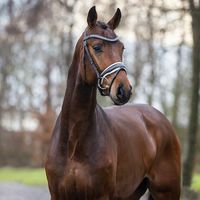 Junghengst von Rock Springs/San Remo