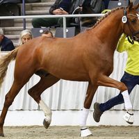 Junghengst von So Unique/Lord Leatherdale