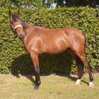 Tigo van de Claevervallei